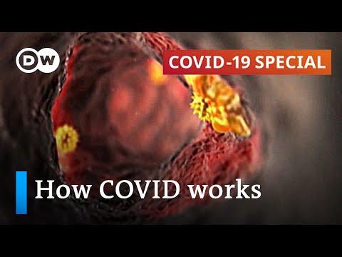 how coronavirus spreads